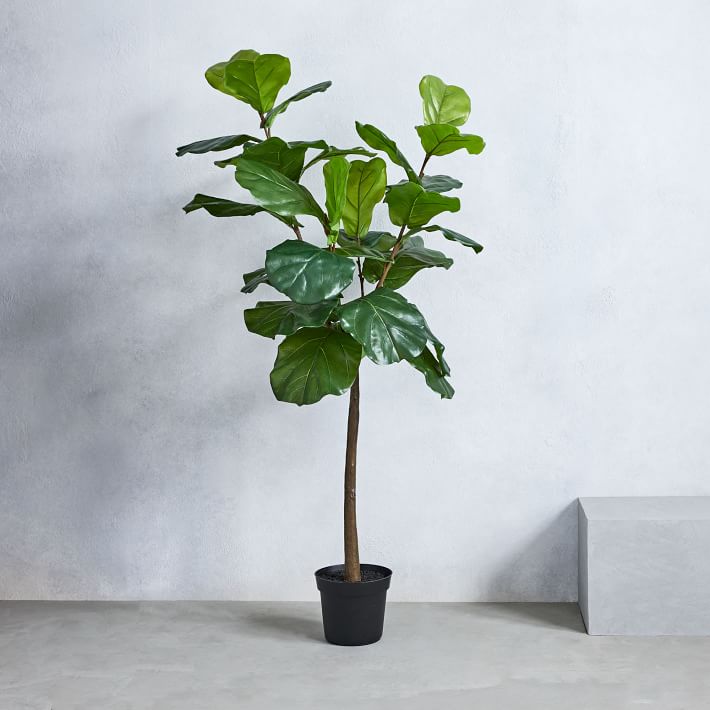 Faux Fiddle Leaf Fig Plant, 5' West Elm Havenly
