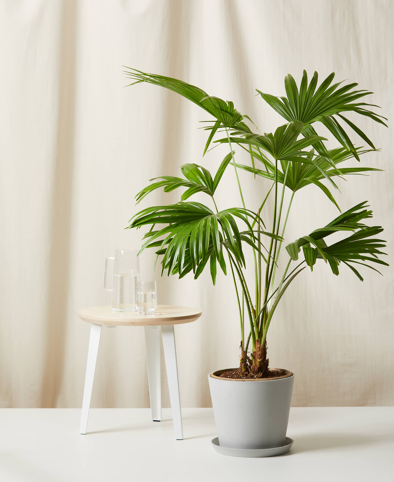 Bird of Paradise, Stone Pot - Bloomscape | Havenly