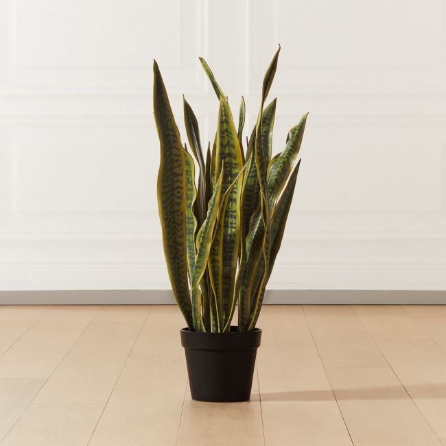 Faux Snake Plant - CB2 | Havenly