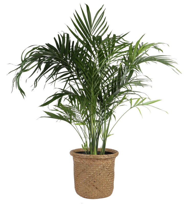 40" Costa Farms Live Cat Palm Tree in Basket Perigold Havenly