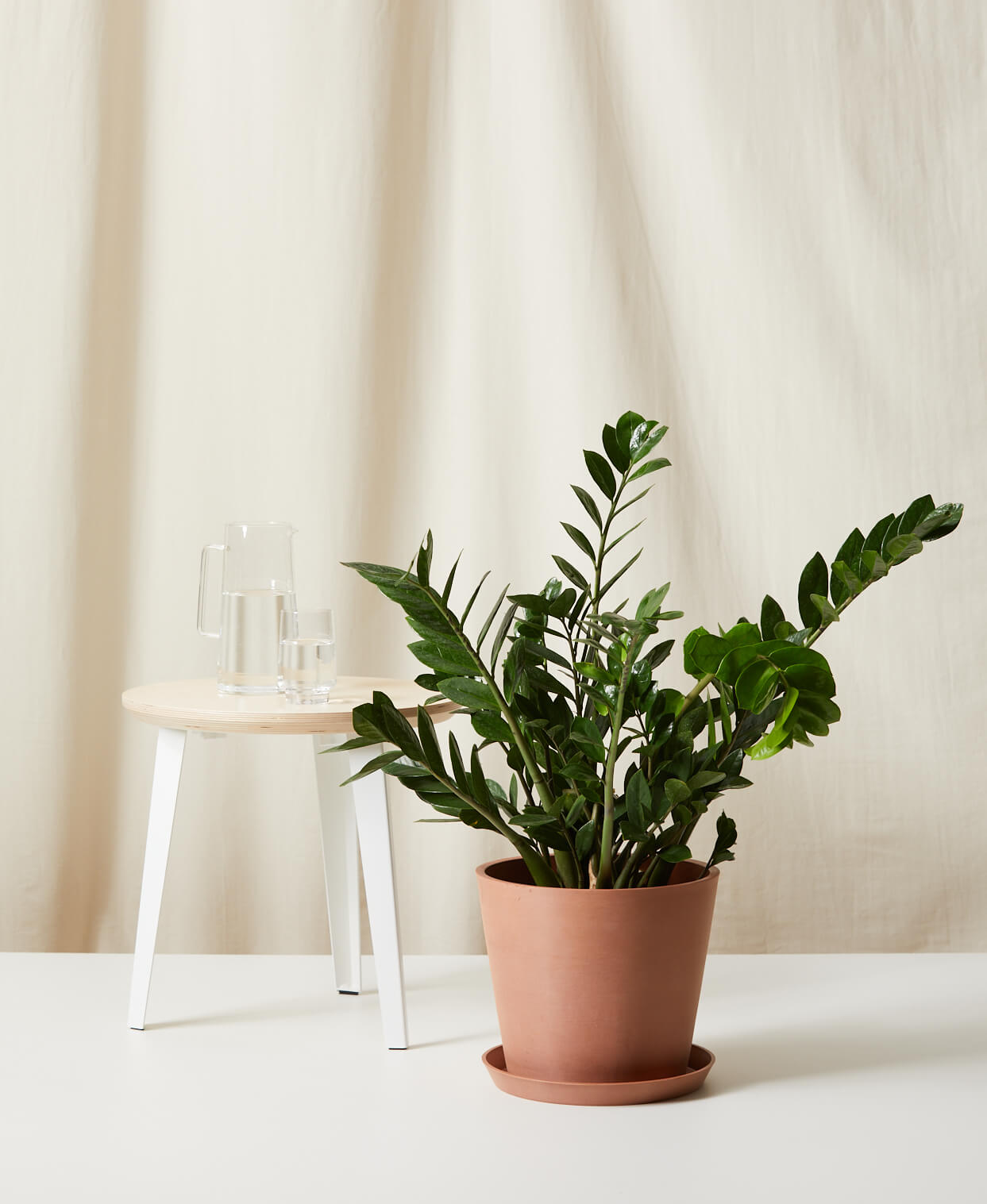 ZZ Plant, Clay Pot - Bloomscape | Havenly