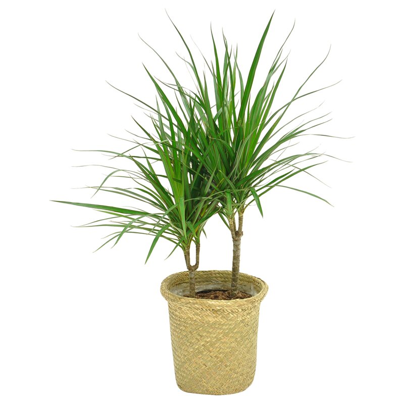 Fan Palm Branch - Wayfair | Havenly