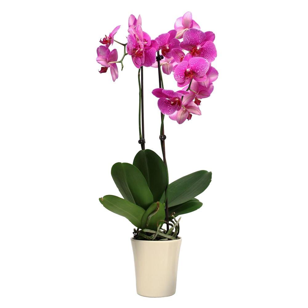 5 In Orchid In Ceramic Deco Pot Home Depot