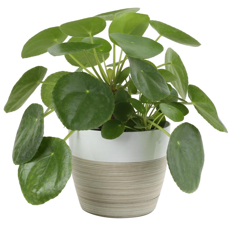 Costa Farms Pilea Peperomiodides Sharing Plant in 6 in
