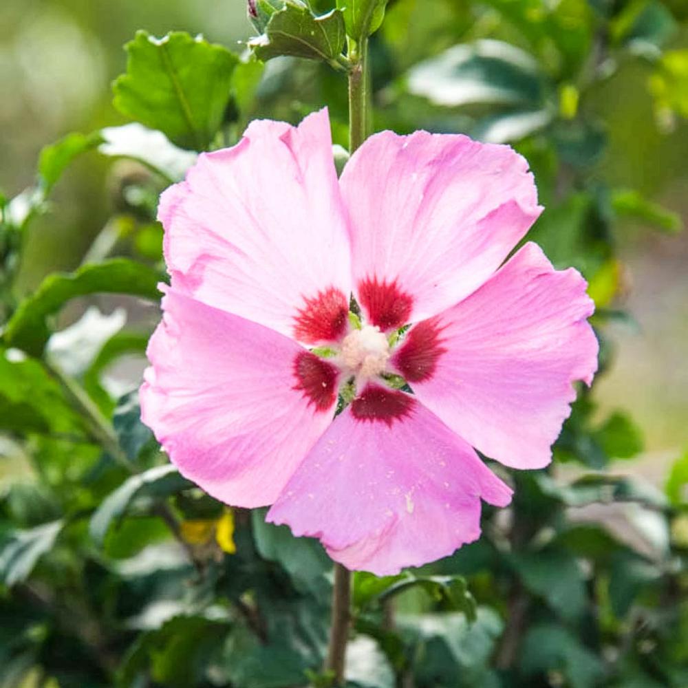 Spring Hill Nurseries Aphrodite Althea Hibiscus Tree Live Bare Root 
