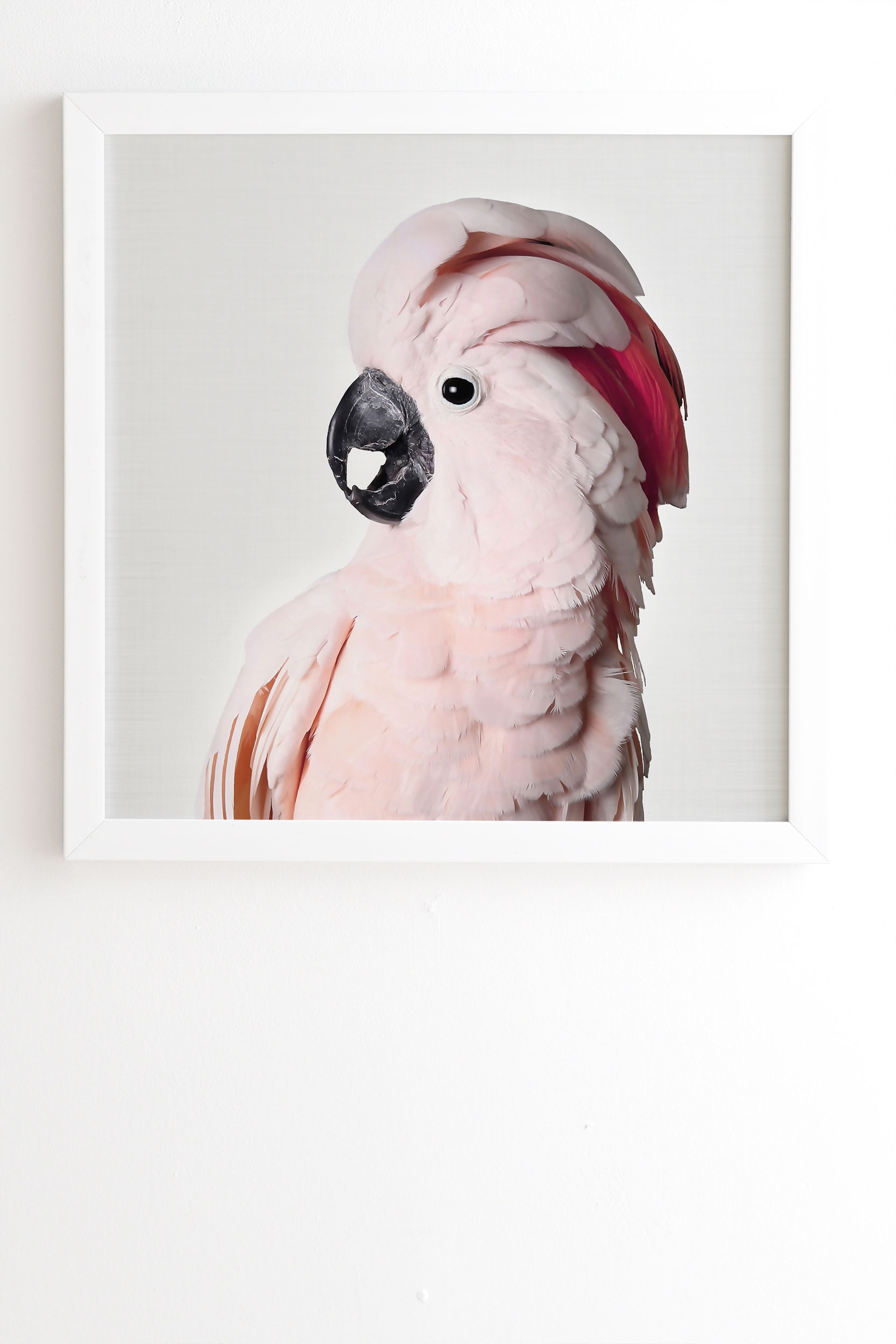 Pink Cockatoo By Sisi And Seb Framed Wall Art Basic White 12 X 12 Wander Print Co Havenly 2210