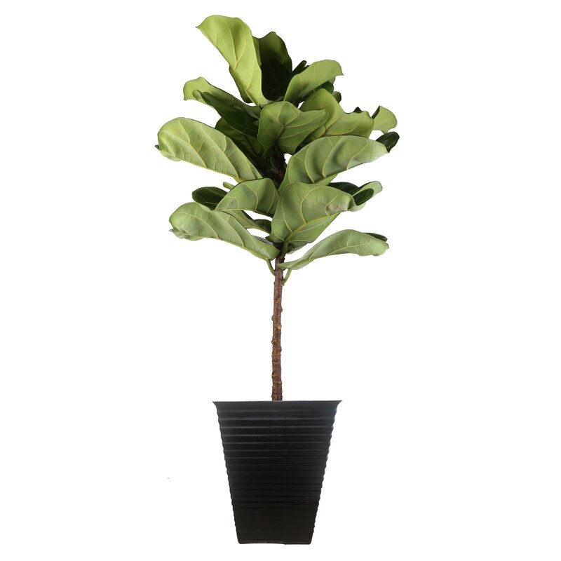 Costa Farms 42'' Live Fiddle Leaf Fig Plant in Planter - Perigold | Havenly