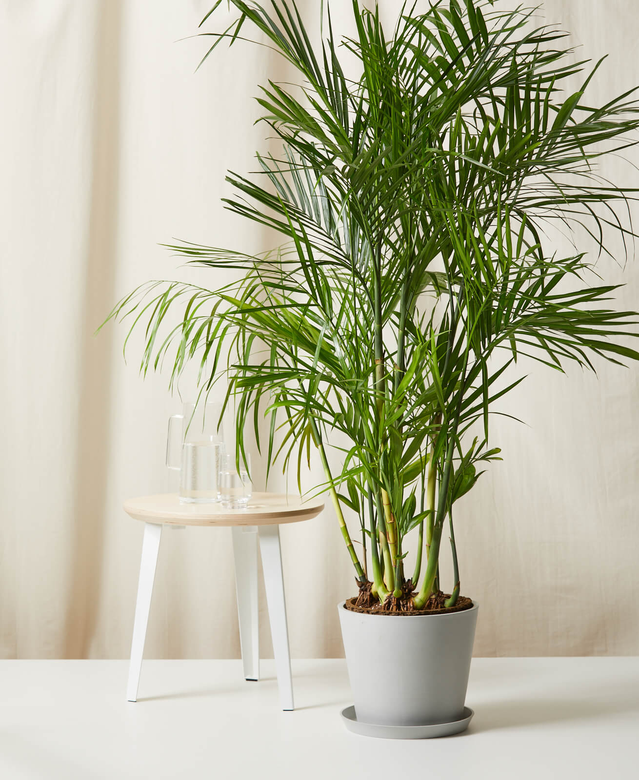 Dracaena Marginata Open Weave, Stone Pot - Bloomscape | Havenly