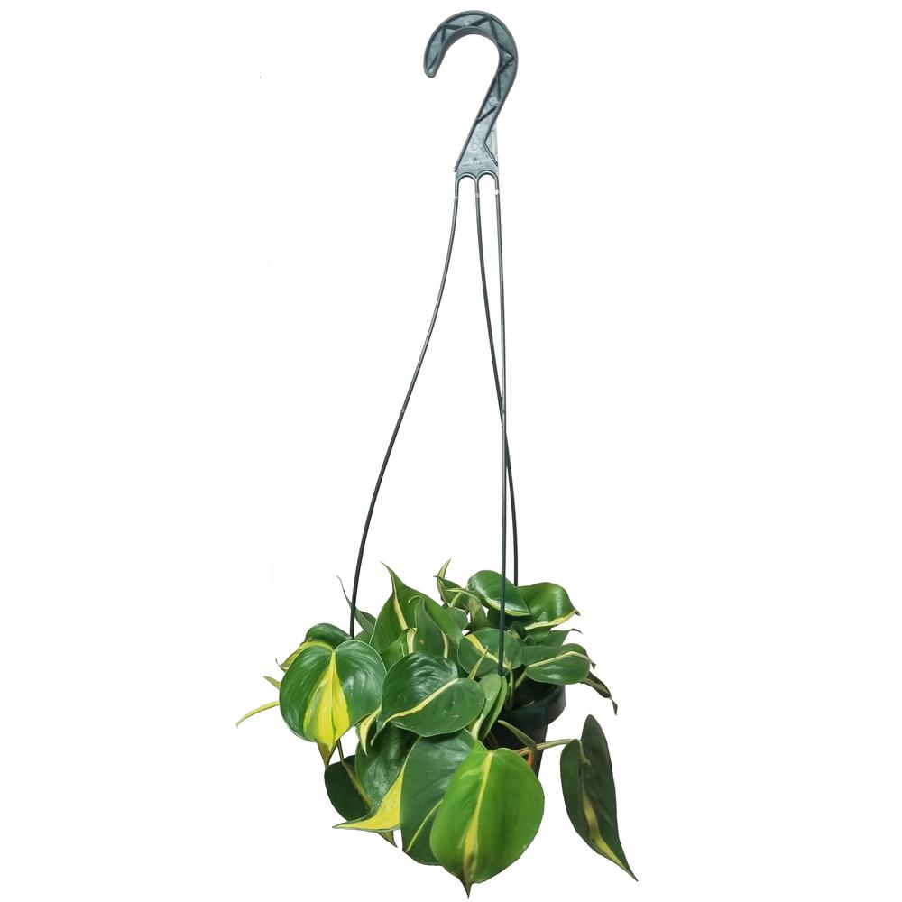 Evergrace Philodendron Brasil Plant In 6 Inch Hanging Basket Home Depot