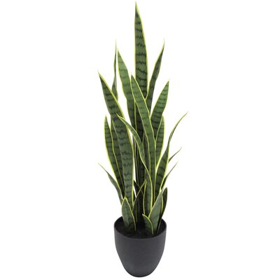 Snake Plant in Planter - Wayfair | Havenly