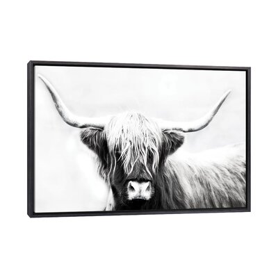 Highland Longhorn by Danita Delimont - Single Picture Frame Photograph ...