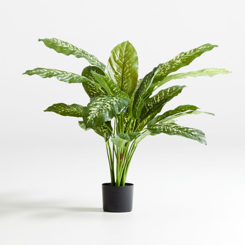 42" Faux Dieffenbachia Plant Crate and Barrel Havenly