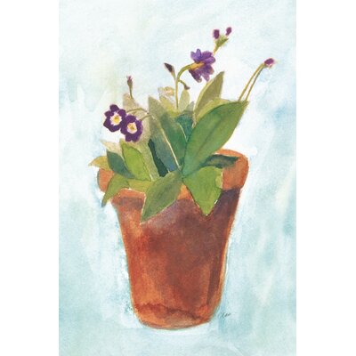 Primula  Wayfair